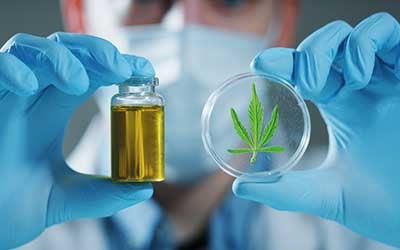 Sản phẩm cây Gai dầu Cannabis chất lượng cao thường đến từ tủ sấy chân không Binder